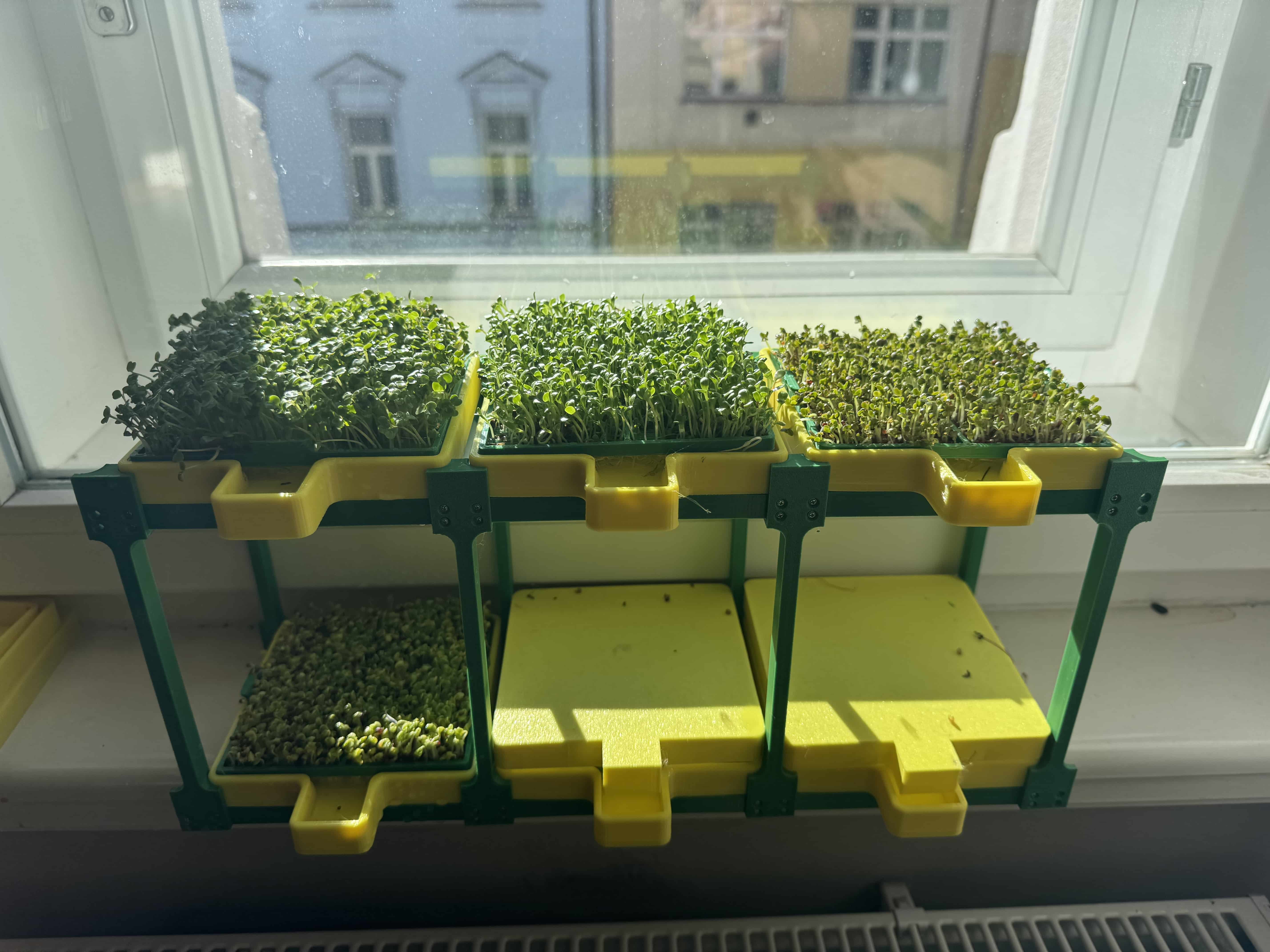 My microgreen setup